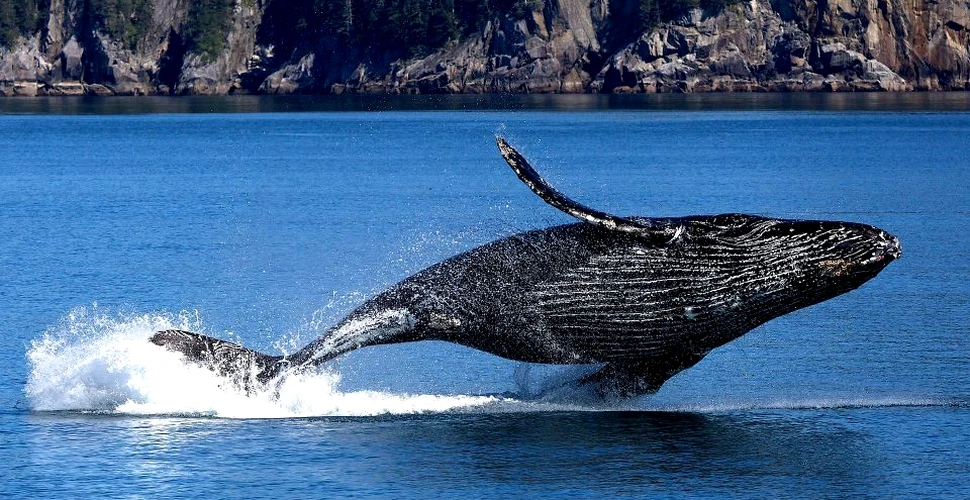 10 lucruri interesante pe care sigur nu le ştiai despre balene