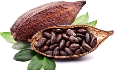 Descoperire fascinantă despre cacao: cum ne poate ajuta să oprim maladia Alzheimer şi alte boli ale creierului