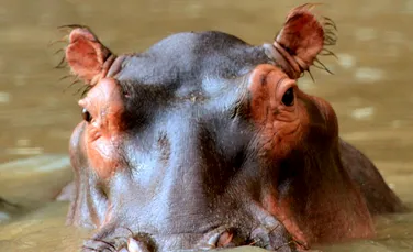 Cauza surprinzătoare a decimării populaţiilor de peşti dintr-un râu în Africa: se sufocă din cauza fecalelor hipopotamilor