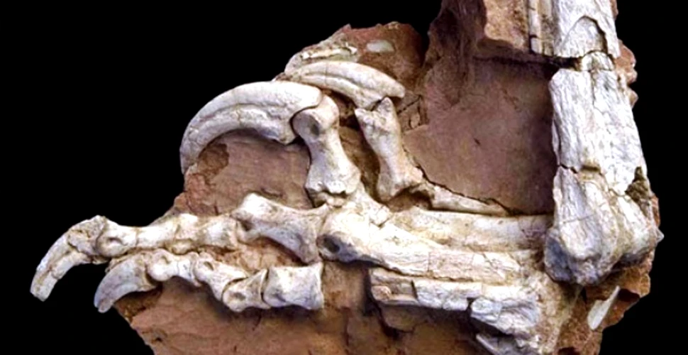 Un “balaur” carnivor teroriza Romania acum 80 de milioane de ani