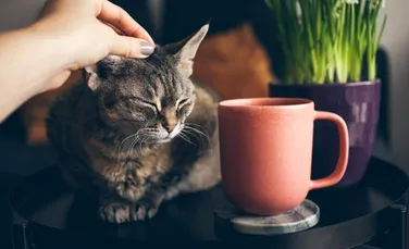 Sunetele produse de pisici atunci când torc dezvăluie mai multe decât mieunatul