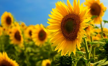 România a fost pe primul loc în Uniunea Europeană la producția de floarea-soarelui în 2025