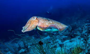 Trucul luminos al sepiilor cu care își atrag partenerii