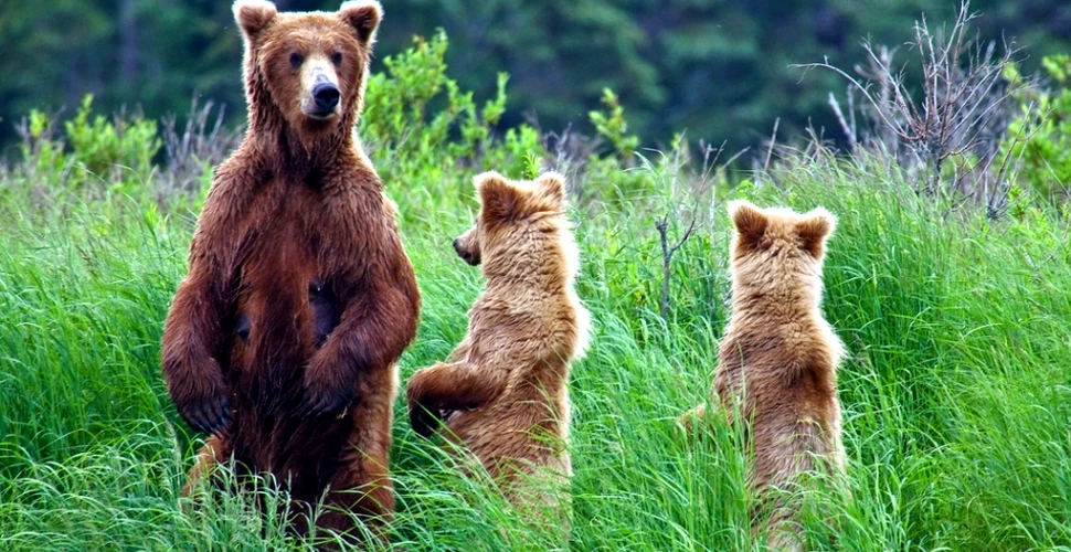 Dacă mâncăm ca urşii, ne menţinem silueta?