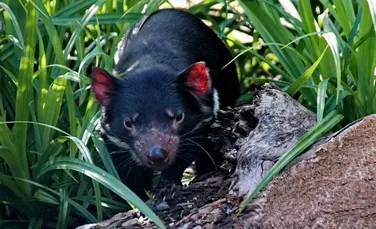 După 3.000 de ani, diavolii tasmanieni umblă din nou prin Australia continentală