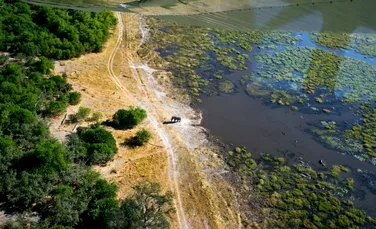 S-a aflat de ce au murit 350 de elefanți din Botswana în 2020