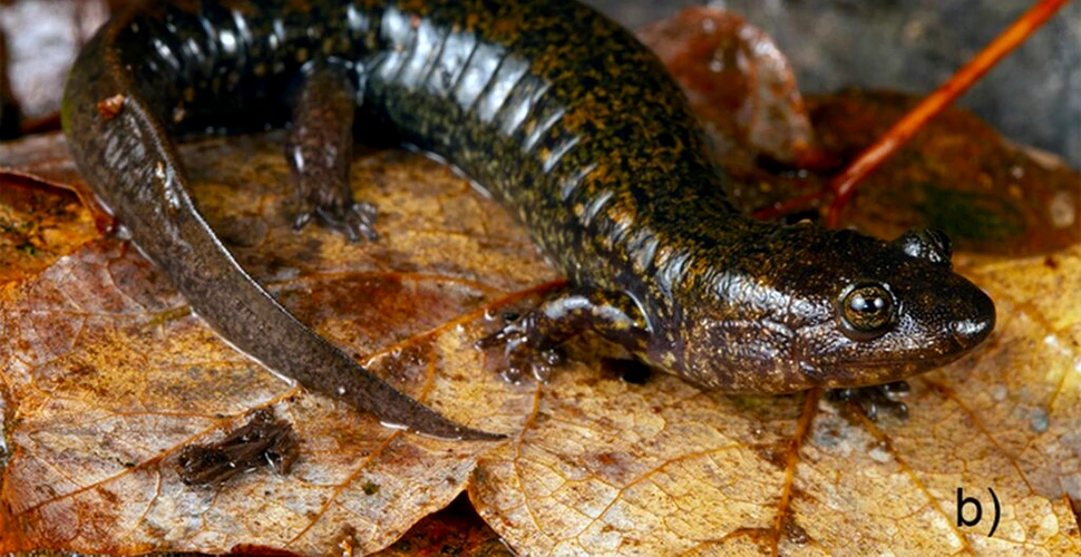Trei noi specii de salamandre cu burtă neagră, găsite în sudul Munților Apalași