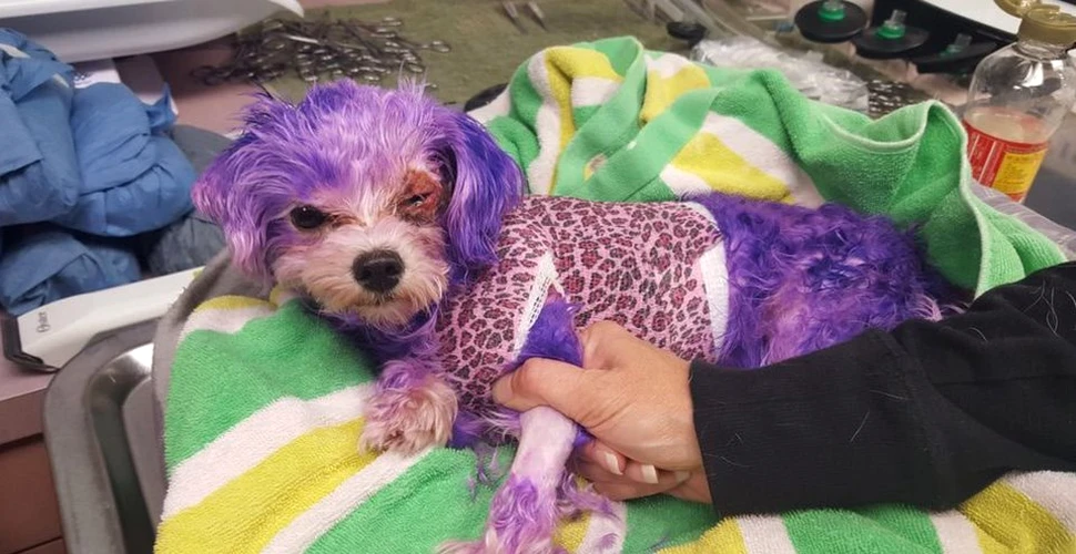 Un câine a suferit teribil şi a fost aproape să moară după ce stăpânii inconştienţi l-au vopsit
