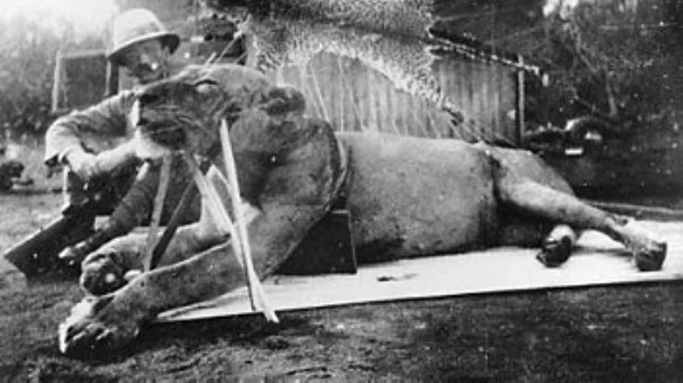 Celebrii lei din Tsavo au mancat “doar” 35 oameni