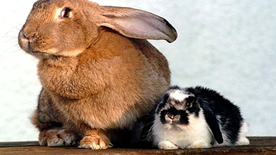 Cel mai mare iepure din lume