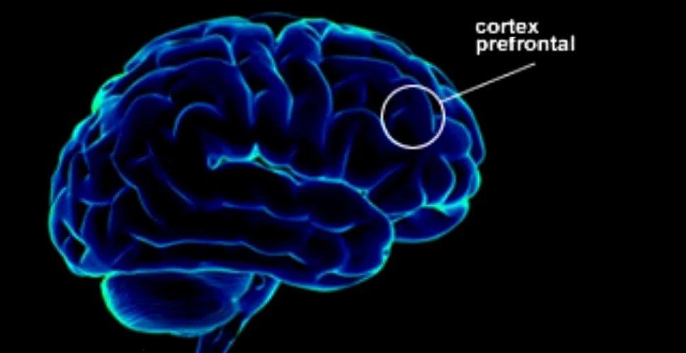 Creşterea prea rapidă a creierului poate determina apariţia autismului