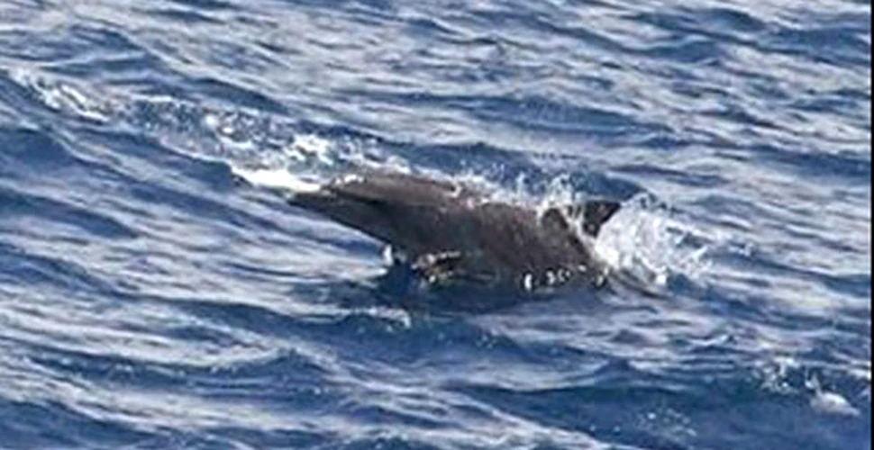 Un delfin a salvat doua balene esuate