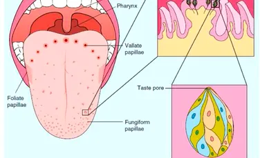 „Harta limbii” care ne-a fost arătată în copilărie este complet greșită. Iată de ce!