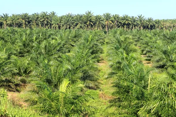 Detakliu dintr-o monocultură de palmieri de ulei
