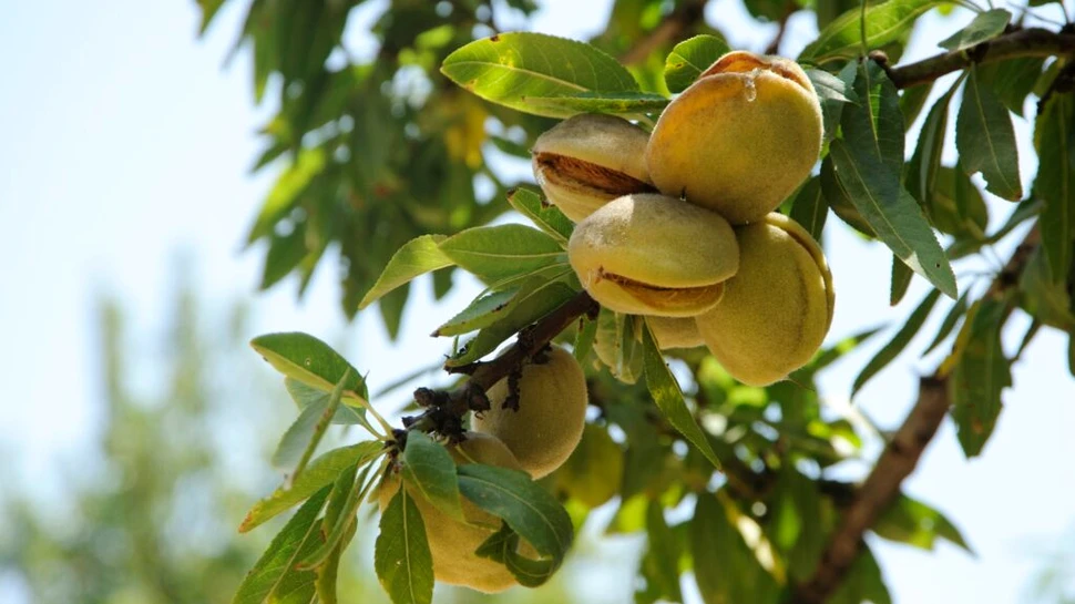 7 alimente esențiale pe care ar trebui să le mâncăm chiar de azi