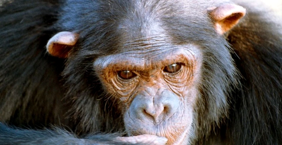 Aceasta este Nataşa – geniul absolut din lumea cimpanzeilor