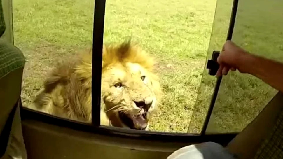 Un turist a încercat să mângâie un leu pe cap, însă animalul nu a fost atât de încântat. ”Sunt norocoşi că au scăpat doar cu atât” – VIDEO