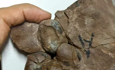 Cel mai mic ou de dinozaur găsit vreodată a fost confirmat în China