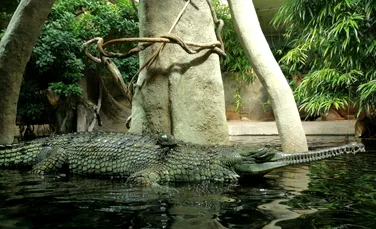 O specie dispărută de crocodil ar fi fost decapitată în ritualuri