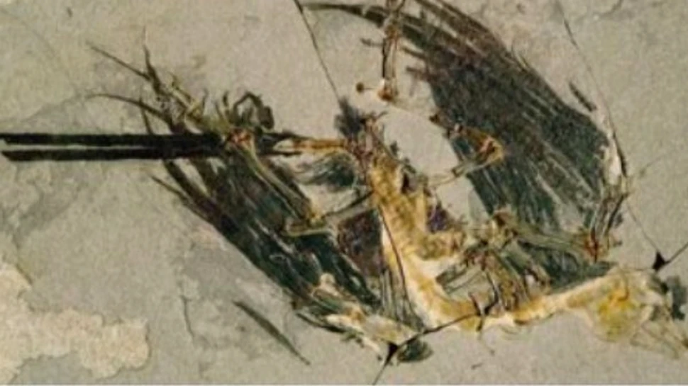Dinozaur pasare descoperit in China