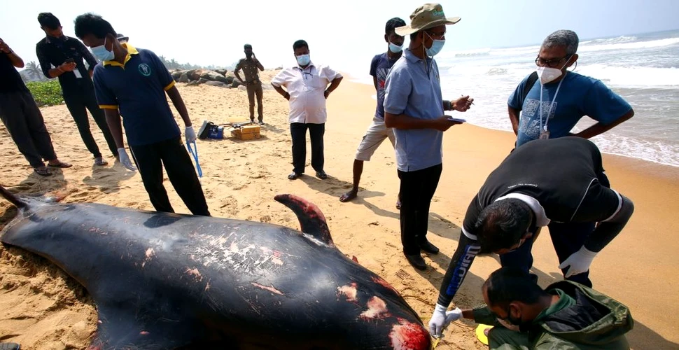 Peste o sută de balene, în pericol după ce au naufragiat pe coasta de vest din Sri Lanka