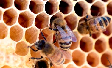 O singură albină din Africa de Sud a creat o armată nemuritoare de milioane de clone