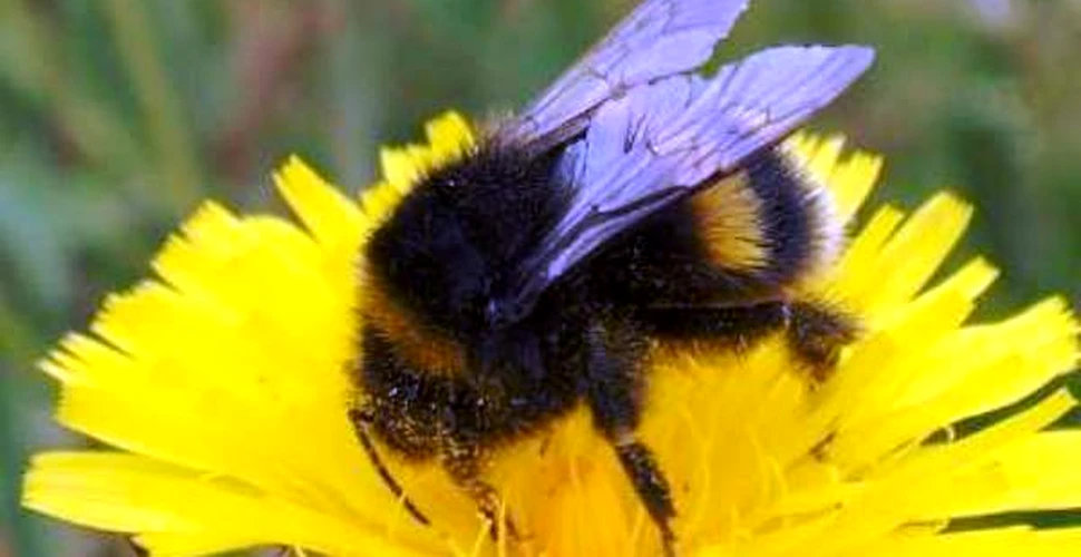 Albinele vad de cinci ori mai rapid decat oamenii