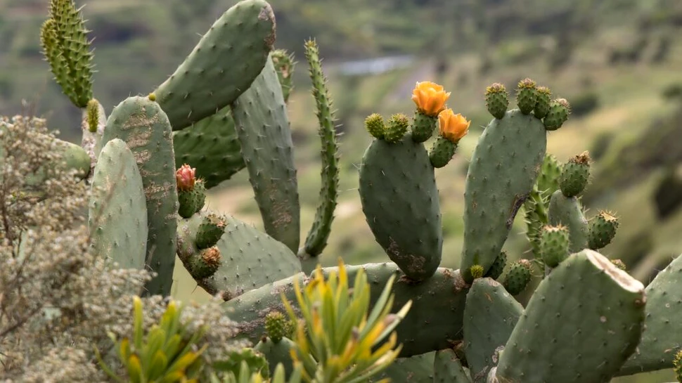 O specie de cactus a invadat o regiune neașteptată din lume