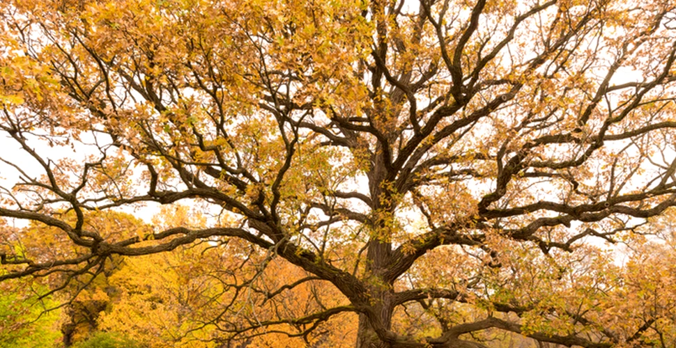 Copacii antici sunt vitali pentru supraviețuirea pădurilor pe termen lung