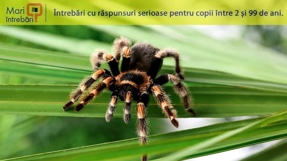 De ce tarantulele au atât de mulți peri?