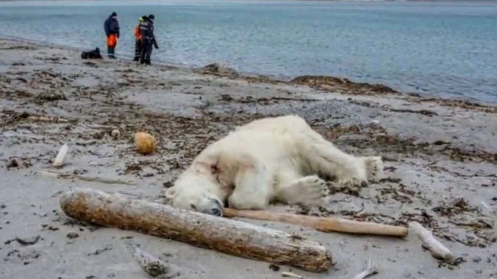 Un urs polar a fost împuşcat după ce a rănit angajatul unei nave de croazieră