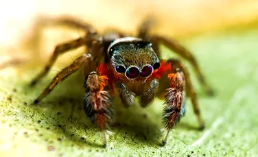 Experţii au descoperit 50 de specii noi de păianjeni în Australia