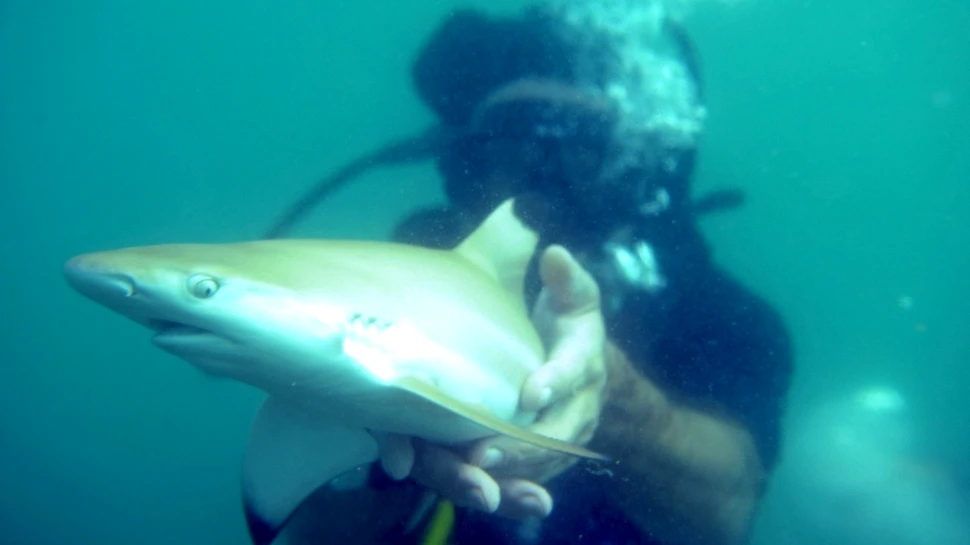 Cel mai mare sanctuar al rechinilor a fost înfiinţat în Oceanul Pacific