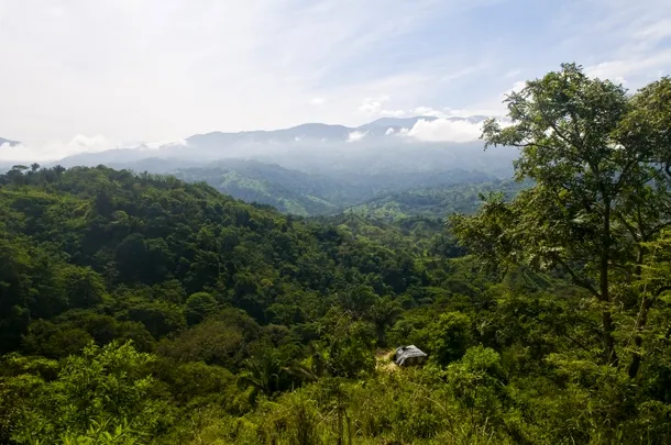  jungla din columbia