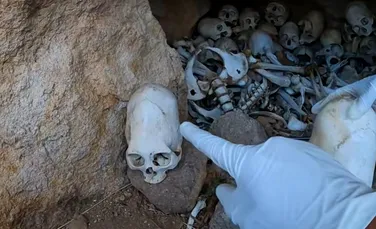 Adevărata origine a craniilor alungite descoperite în Peru, confirmată de experți