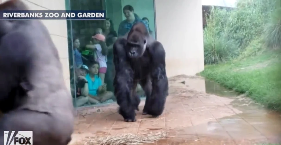 În faţa ploii, gorilele de la o grădină zoologică au adoptat un comportament uman – VIDEO