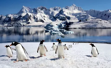 O nouă specie de pinguin a fost descrisă după mai bine de un secol