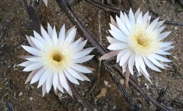 Cactusul care înflorește doar o dată pe an: o poveste despre frumusețe efemeră și misterul naturii