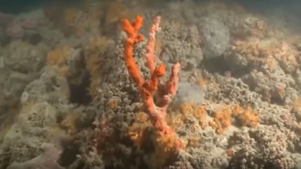 Recif de corali, extrem de rar, descoperit în Mediterana
