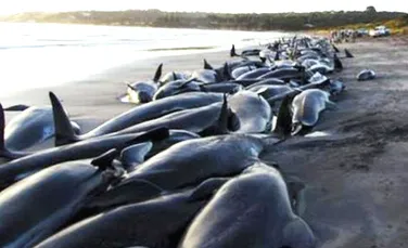 200 de cetacee au esuat pe o insula din apropierea Tasmaniei