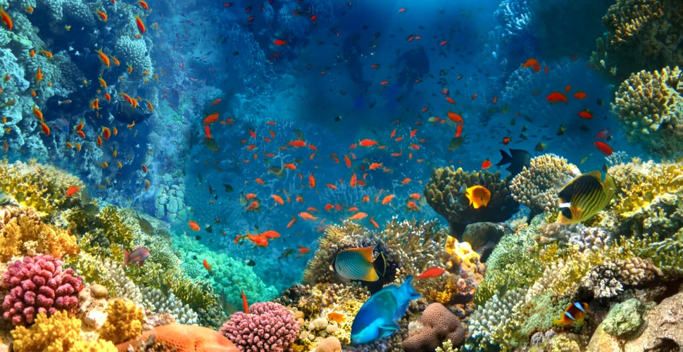 Recifele de corali generează un sunet ascuns sub apă care ne-ar putea ajuta să le salvăm