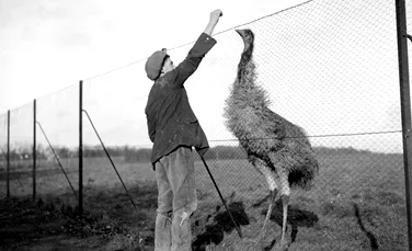 „Marele Război Emu” din Australia. De ce a declarat țara război împotriva păsărilor emu