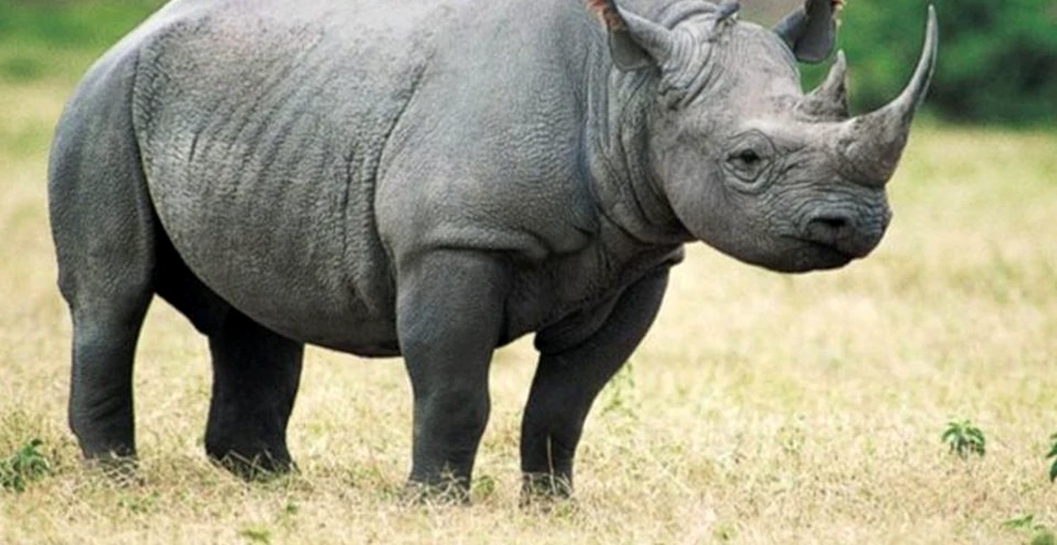 Măsura preventivă luată de autorităţile din Zimbabwe pentru a frâna braconajul de rinoceri