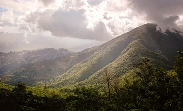 Jamaican Blue Mountain: de ce una dintre cele mai exclusiviste cafele din lume este cultivată printre nori