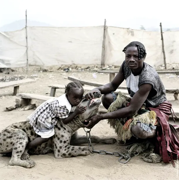 Copii sunt introduşi de mici hienelor pentru a nu se teme mai apoi de aceste carnivore redutabile