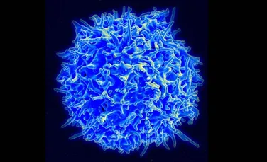 Descoperire majoră: celule stem „ucigaşe” pot distruge celulele canceroase