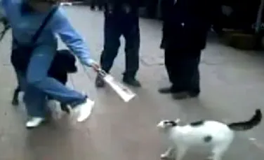 Cum poate o pisica sa invinga un Rottweiler (Video)