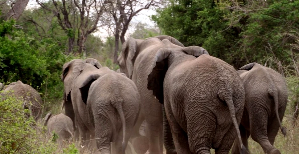 Un suspect de braconaj, călcat în picioare de elefanți într-un parc național sud-african