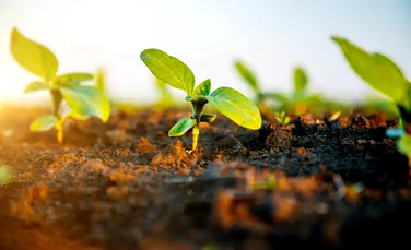 Cercetătorii au creat „solul electronic” care accelerează creșterea culturilor