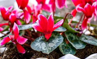 Planta care înflorește chiar și în sezonul rece. Cum să ai grijă de flori și de frunze?